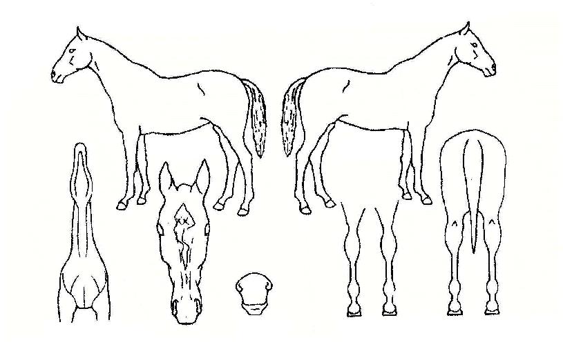 ���������ڸ��� ����,���,�޸�,�λ�,�ٸ��� Ư¡����