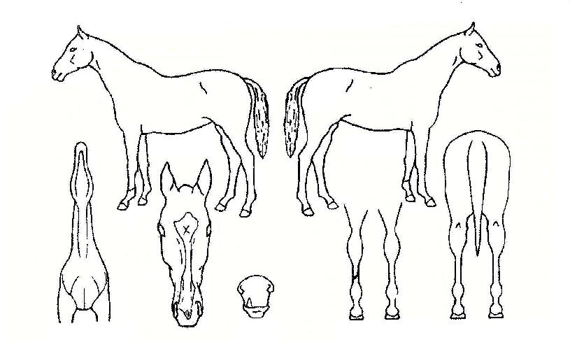 �������� ����,���,�޸�,�λ�,�ٸ��� Ư¡����