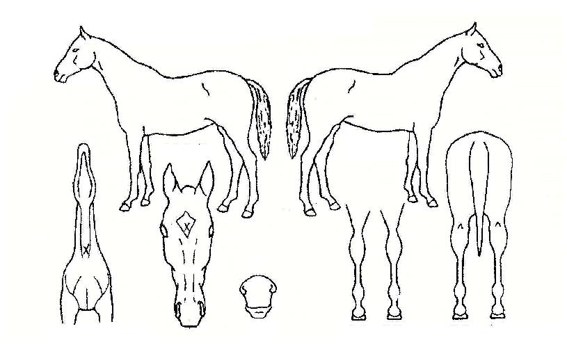 ��õ������ ����,���,�޸�,�λ�,�ٸ��� Ư¡����