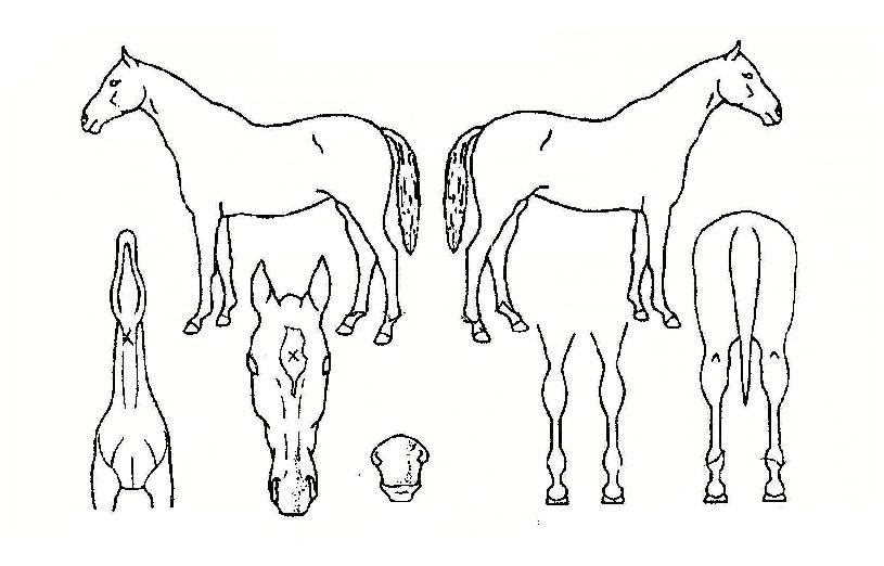 ���ֳ����ڸ��� ����,���,�޸�,�λ�,�ٸ��� Ư¡����