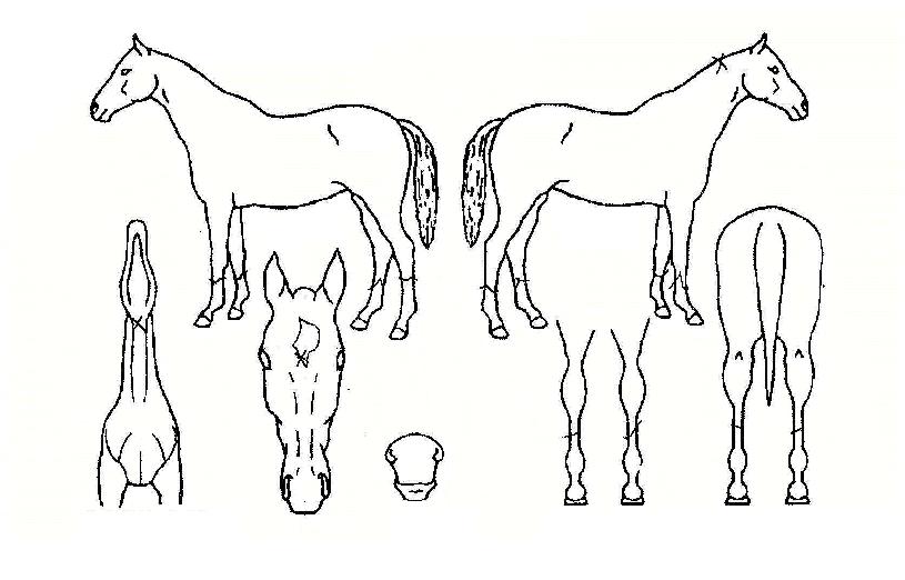 ´õÄ¡½ºÄýÀÇ Ãø¸é,¿ì¸é,µÞ¸é,µÎ»ó,´Ù¸®ÀÇ Æ¯Â¡µµÇØ