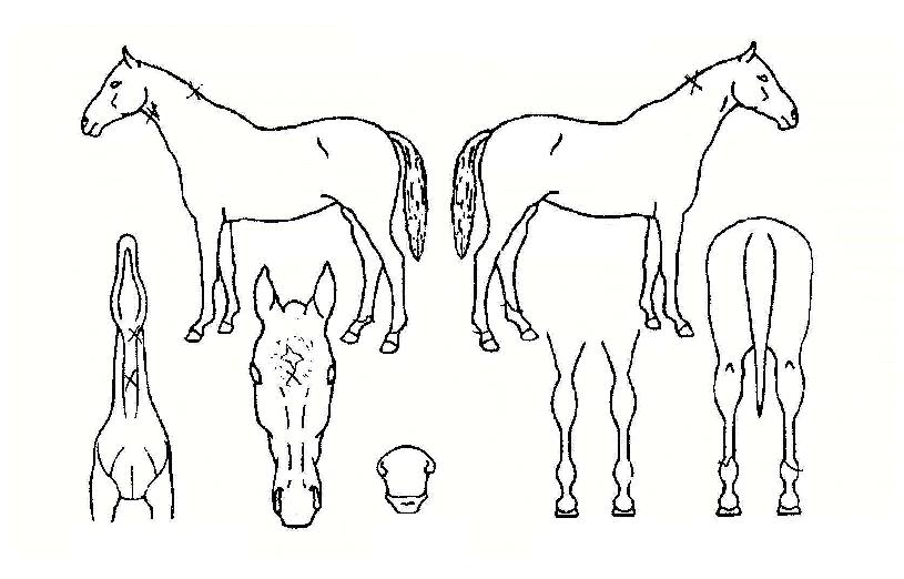 ������� ����,���,�޸�,�λ�,�ٸ��� Ư¡����