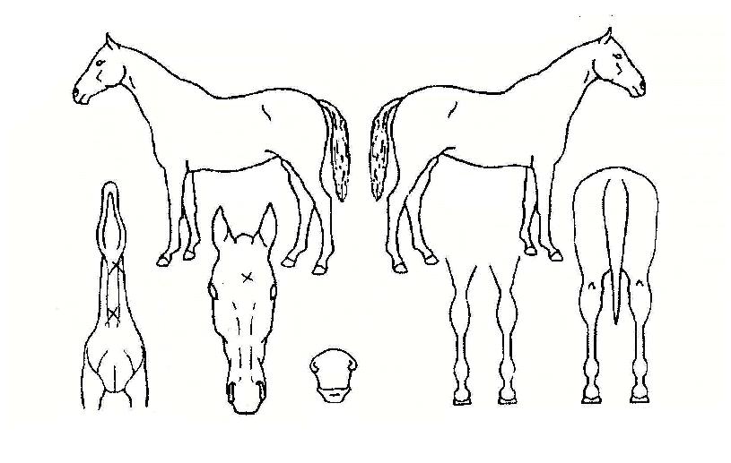 ÇѹØÃµÀÇ Ãø¸é,¿ì¸é,µÞ¸é,µÎ»ó,´Ù¸®ÀÇ Æ¯Â¡µµÇØ