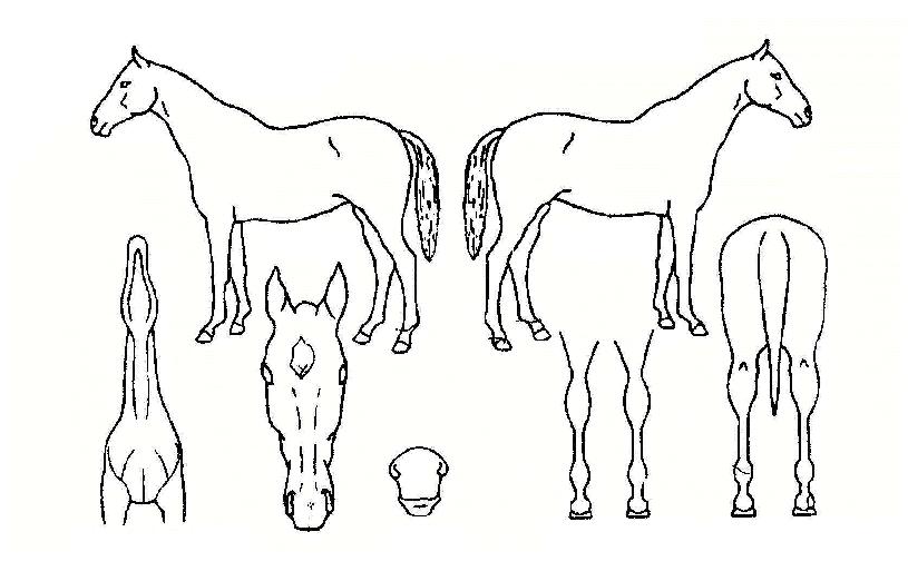 ±ÝÃÊ·ÕÀÇ Ãø¸é,¿ì¸é,µÞ¸é,µÎ»ó,´Ù¸®ÀÇ Æ¯Â¡µµÇØ