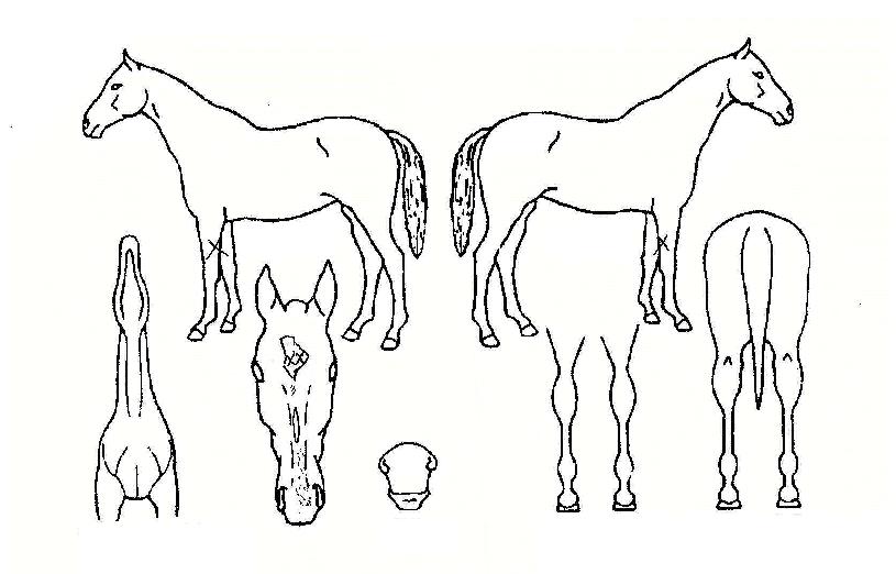 ������Ʈ���� ����,���,�޸�,�λ�,�ٸ��� Ư¡����