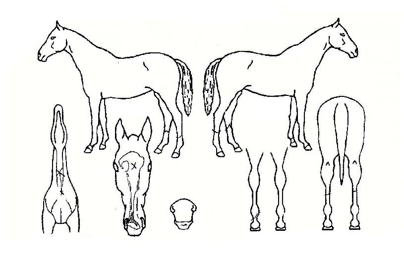 ¹éÀüÇʽÂÀÇ Ãø¸é,¿ì¸é,µÞ¸é,µÎ»ó,´Ù¸®ÀÇ Æ¯Â¡µµÇØ