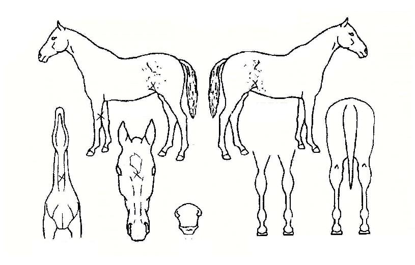 ÇԾȽßÀÌÀÇ Ãø¸é,¿ì¸é,µÞ¸é,µÎ»ó,´Ù¸®ÀÇ Æ¯Â¡µµÇØ