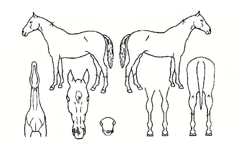 ¹«ºñƯ±ÞÀÇ Ãø¸é,¿ì¸é,µÞ¸é,µÎ»ó,´Ù¸®ÀÇ Æ¯Â¡µµÇØ