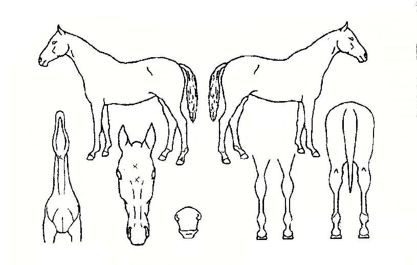 �������� ����,���,�޸�,�λ�,�ٸ��� Ư¡����