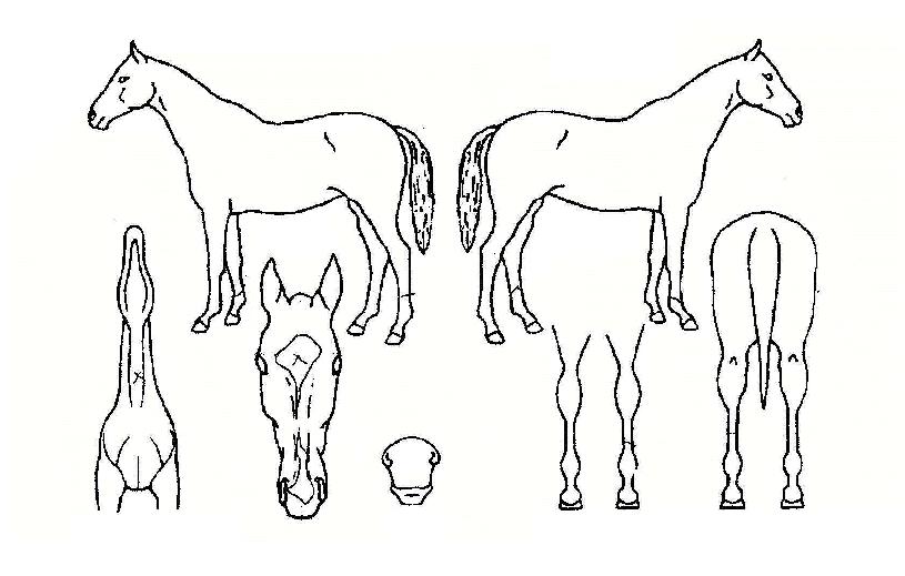 º°µ¿ºÎ´ëÀÇ Ãø¸é,¿ì¸é,µÞ¸é,µÎ»ó,´Ù¸®ÀÇ Æ¯Â¡µµÇØ