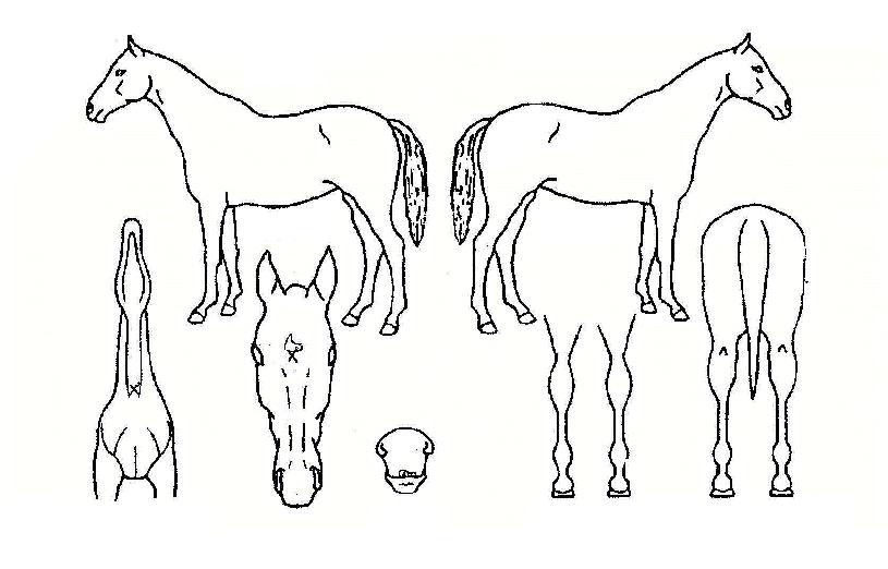 µð¼À¹öÀÚ¸¶ÀÇ Ãø¸é,¿ì¸é,µÞ¸é,µÎ»ó,´Ù¸®ÀÇ Æ¯Â¡µµÇØ