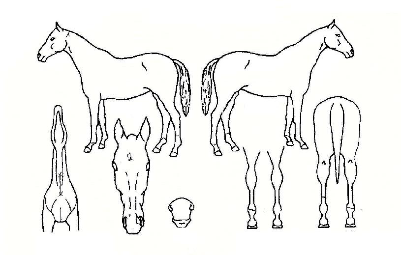 ÆÛÆåÆ®¿ùµåÀÇ Ãø¸é,¿ì¸é,µÞ¸é,µÎ»ó,´Ù¸®ÀÇ Æ¯Â¡µµÇØ