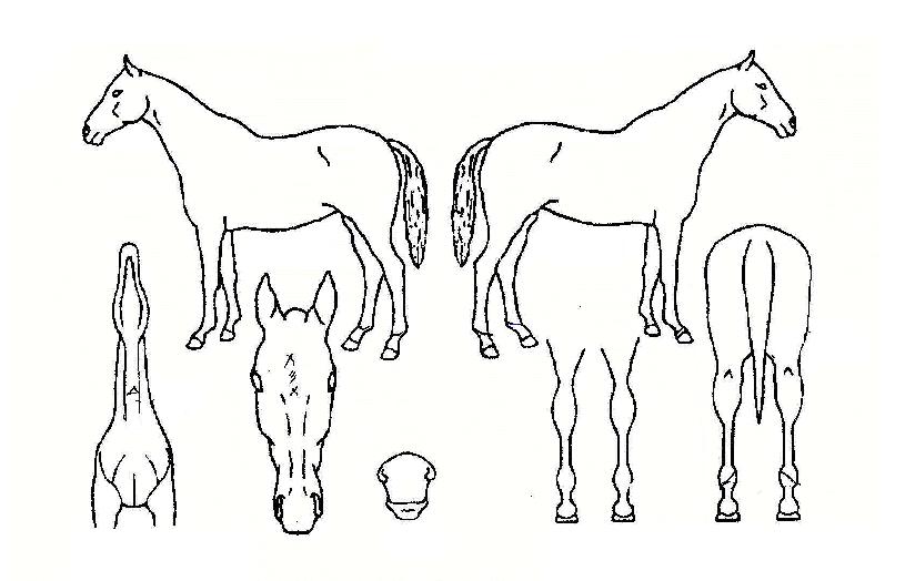 À罺¹ÎÀÇ Ãø¸é,¿ì¸é,µÞ¸é,µÎ»ó,´Ù¸®ÀÇ Æ¯Â¡µµÇØ