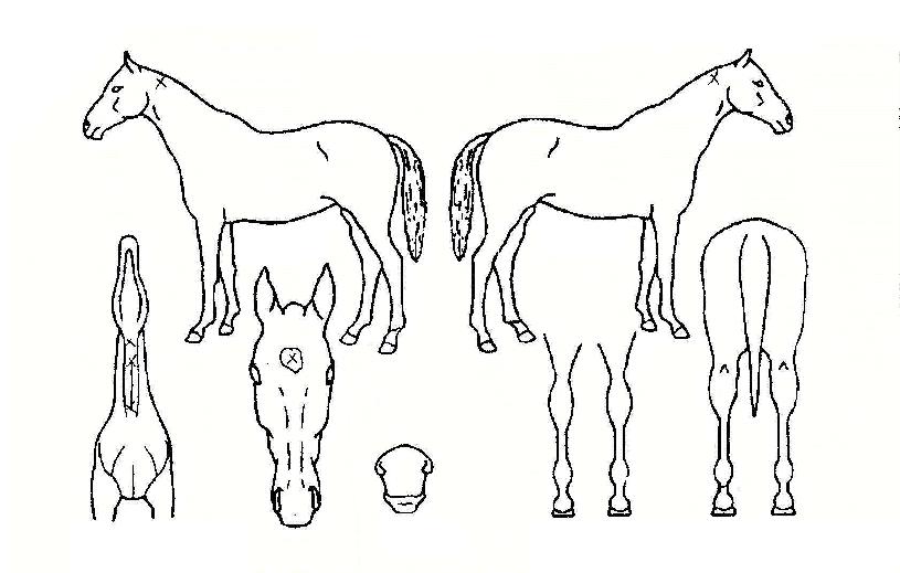 ÇØÇǽº¸¶ÀÏÀÇ Ãø¸é,¿ì¸é,µÞ¸é,µÎ»ó,´Ù¸®ÀÇ Æ¯Â¡µµÇØ