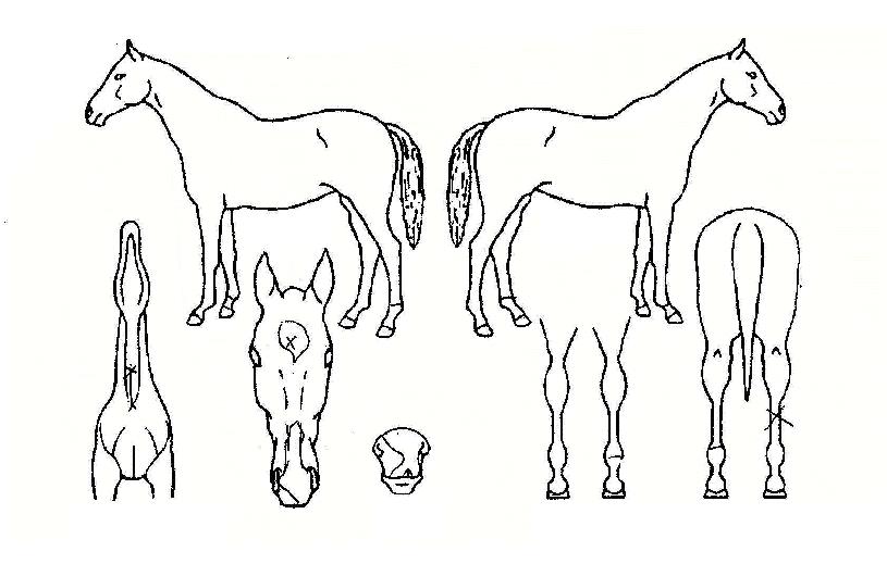 dz¿îÀÇÀü»çÀÇ Ãø¸é,¿ì¸é,µÞ¸é,µÎ»ó,´Ù¸®ÀÇ Æ¯Â¡µµÇØ