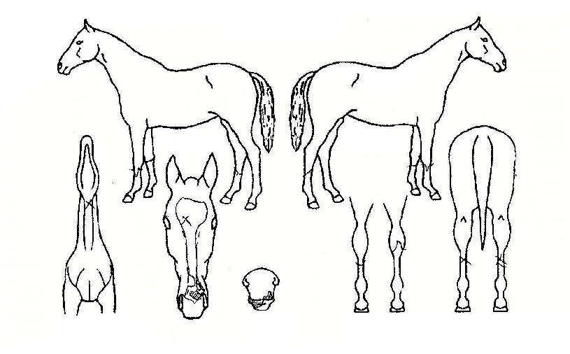 �鷩Ŀ�� ����,���,�޸�,�λ�,�ٸ��� Ư¡����