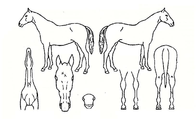 Å«¼Ò¸ÁÀÇ Ãø¸é,¿ì¸é,µÞ¸é,µÎ»ó,´Ù¸®ÀÇ Æ¯Â¡µµÇØ