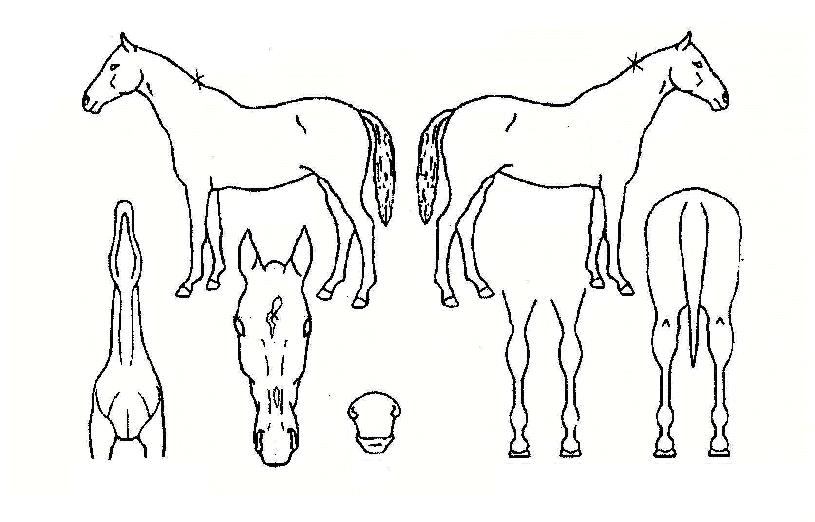 ���������� ����,���,�޸�,�λ�,�ٸ��� Ư¡����