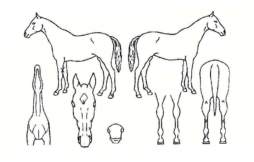 �ϵ�� ����,���,�޸�,�λ�,�ٸ��� Ư¡����