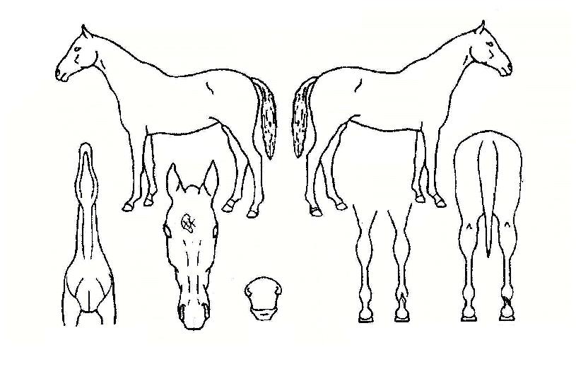 ½ÇÅ©Æ÷¸®½ºÆ®ÀÇ Ãø¸é,¿ì¸é,µÞ¸é,µÎ»ó,´Ù¸®ÀÇ Æ¯Â¡µµÇØ