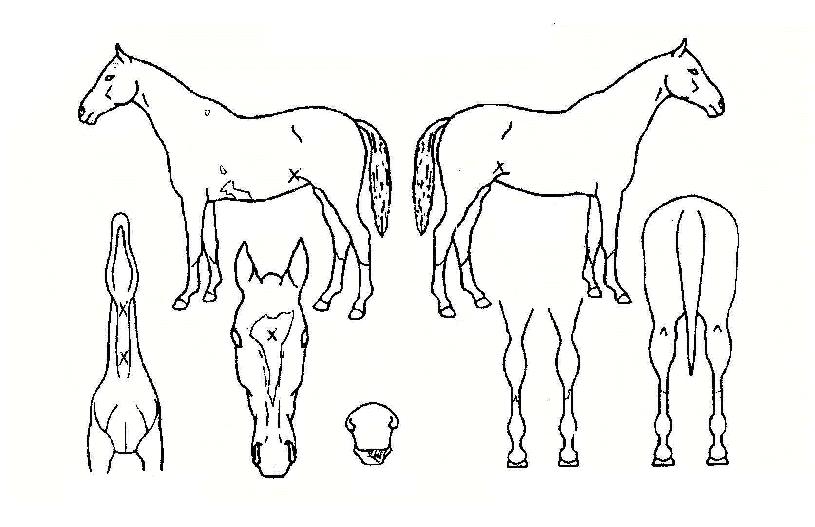 ·¹À̽º¸®°ÉÀÇ Ãø¸é,¿ì¸é,µÞ¸é,µÎ»ó,´Ù¸®ÀÇ Æ¯Â¡µµÇØ