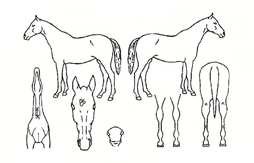 »÷µå·±ÀÇ Ãø¸é,¿ì¸é,µÞ¸é,µÎ»ó,´Ù¸®ÀÇ Æ¯Â¡µµÇØ