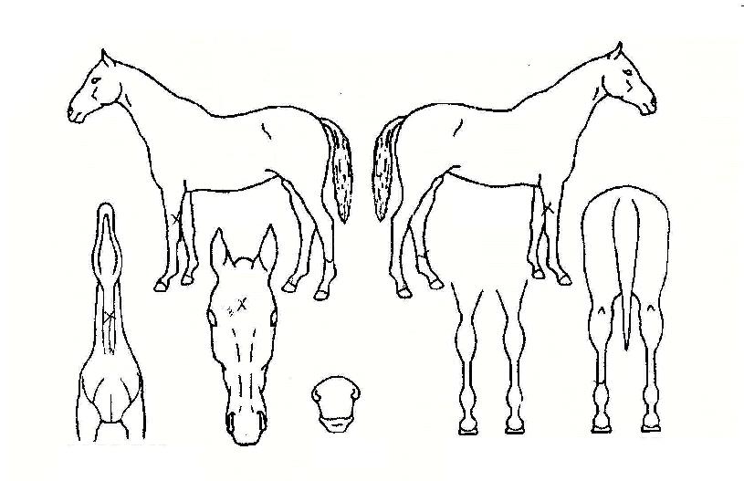 ¶óÀÌ¡½ºÅèÀÇ Ãø¸é,¿ì¸é,µÞ¸é,µÎ»ó,´Ù¸®ÀÇ Æ¯Â¡µµÇØ