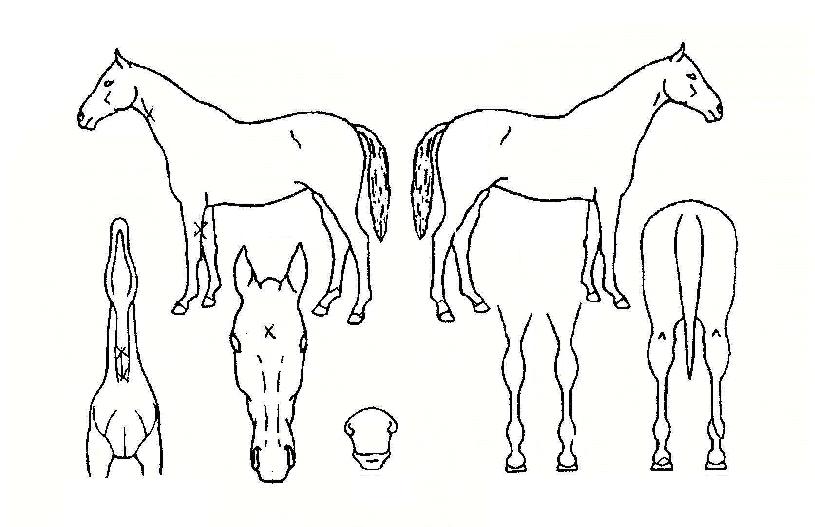 ��δ��屺�� ����,���,�޸�,�λ�,�ٸ��� Ư¡����