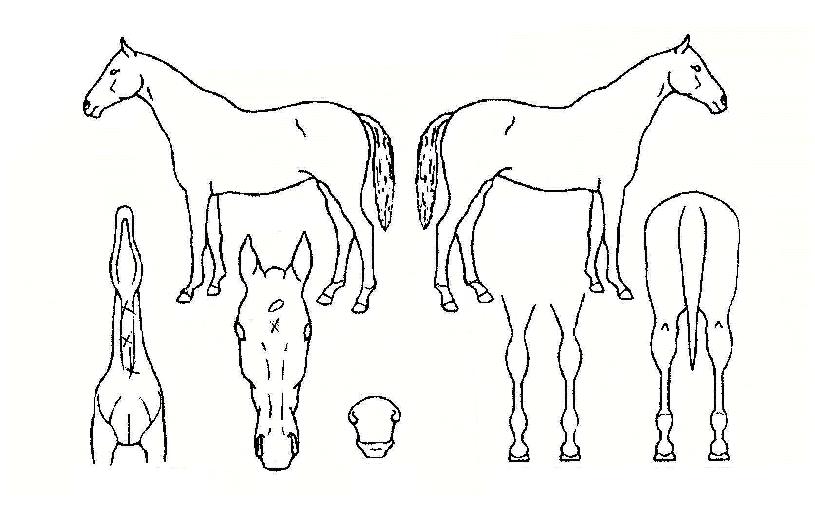 ÇмÕÀÇ Ãø¸é,¿ì¸é,µÞ¸é,µÎ»ó,´Ù¸®ÀÇ Æ¯Â¡µµÇØ