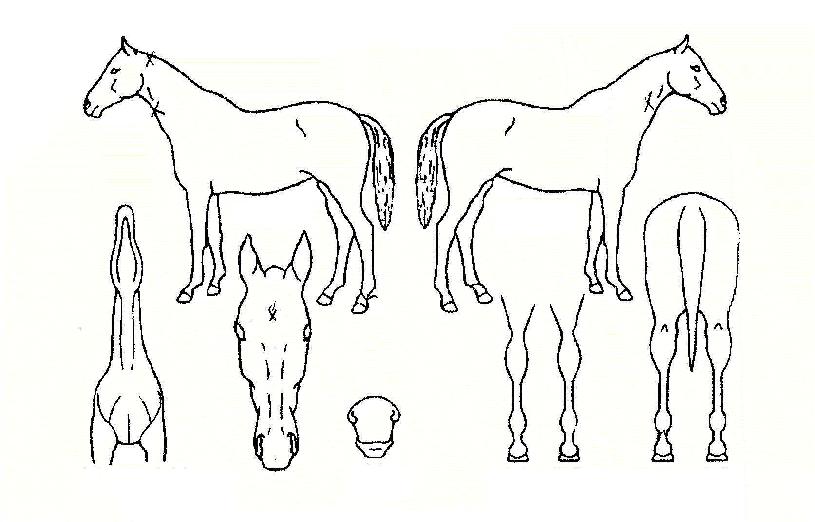 �±��� ����,���,�޸�,�λ�,�ٸ��� Ư¡����