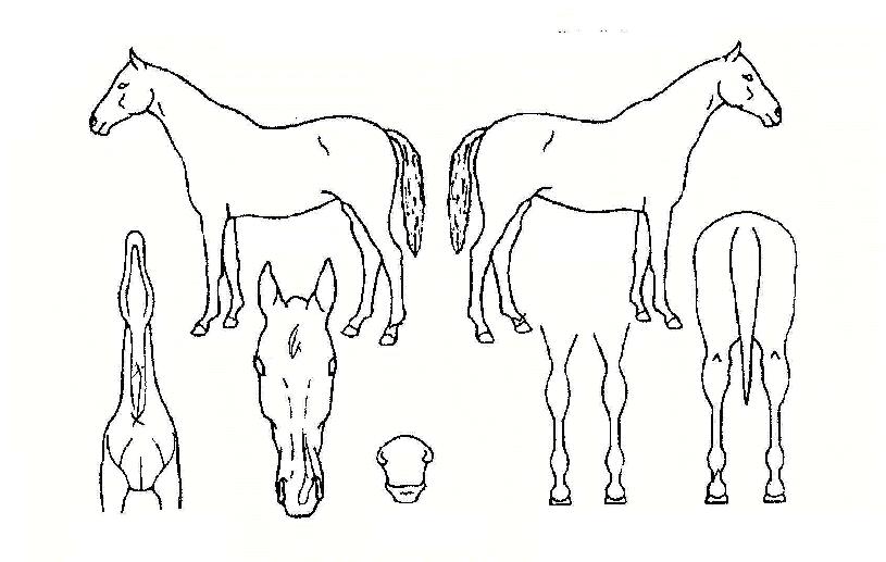 ���Ѻ����� ����,���,�޸�,�λ�,�ٸ��� Ư¡����