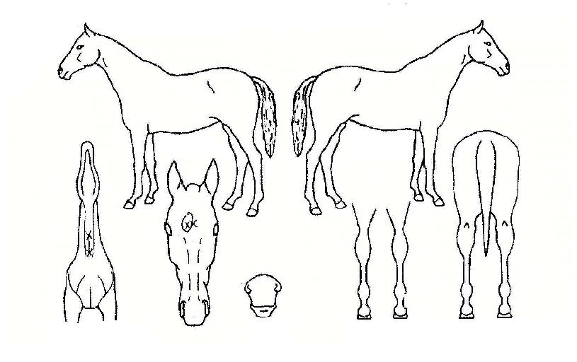 ¿ÃÀÎÀ©ÀÇ Ãø¸é,¿ì¸é,µÞ¸é,µÎ»ó,´Ù¸®ÀÇ Æ¯Â¡µµÇØ