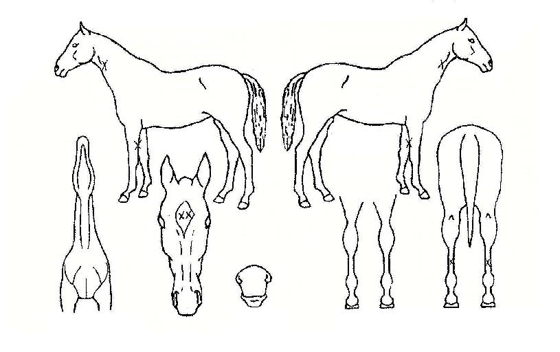 ¼¶½Ì±ÂÀÇ Ãø¸é,¿ì¸é,µÞ¸é,µÎ»ó,´Ù¸®ÀÇ Æ¯Â¡µµÇØ