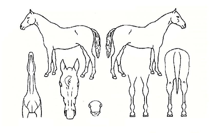 ���ο����� ����,���,�޸�,�λ�,�ٸ��� Ư¡����