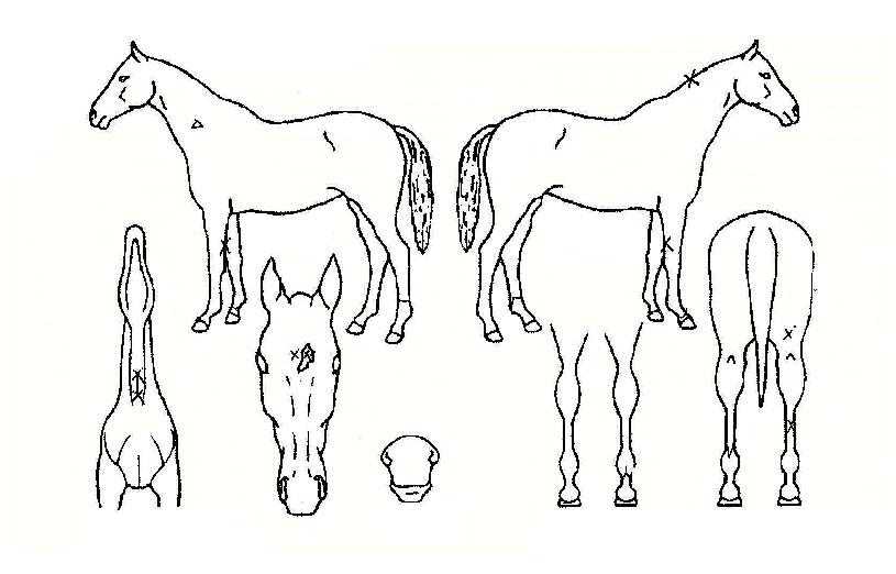 ¹Ì¶óŬÆÄ¿öÀÇ Ãø¸é,¿ì¸é,µÞ¸é,µÎ»ó,´Ù¸®ÀÇ Æ¯Â¡µµÇØ