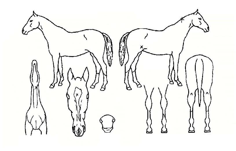 ��������� ����,���,�޸�,�λ�,�ٸ��� Ư¡����