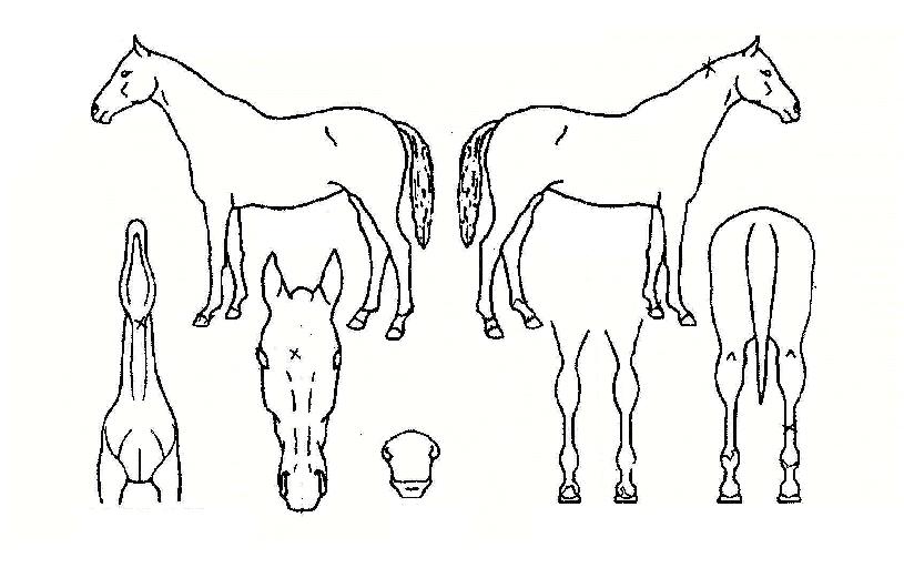 Àå¼öºñ¸¶ÀÇ Ãø¸é,¿ì¸é,µÞ¸é,µÎ»ó,´Ù¸®ÀÇ Æ¯Â¡µµÇØ