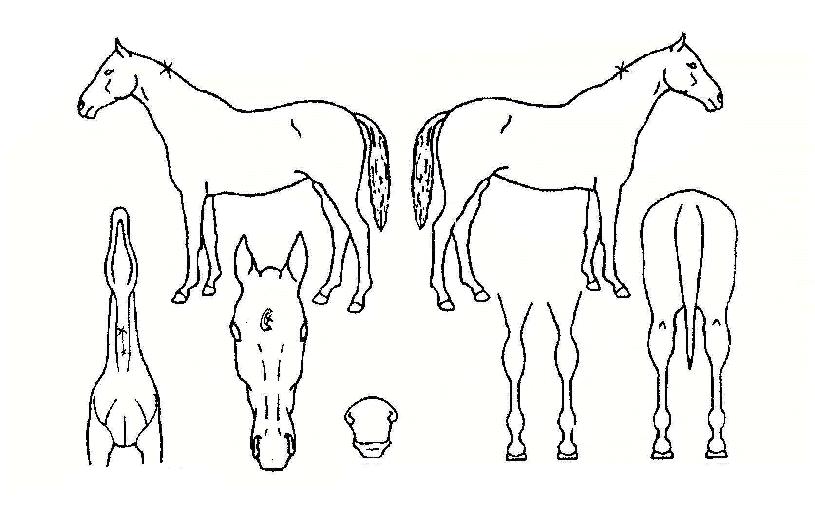 �õ����� ����,���,�޸�,�λ�,�ٸ��� Ư¡����