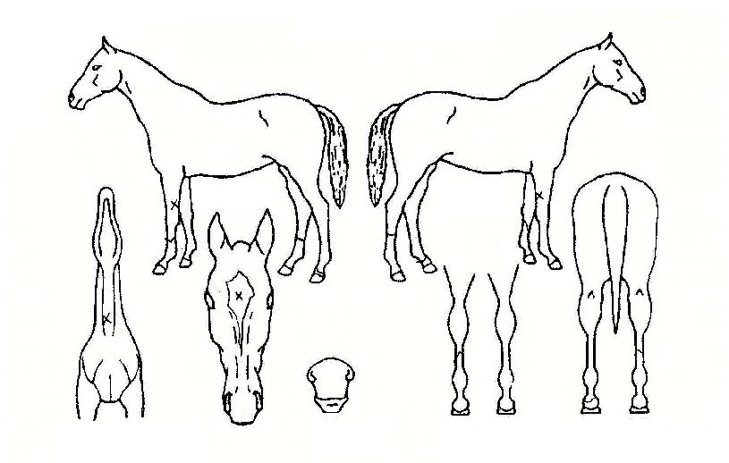 Çູµ¿ÀÌÀÇ Ãø¸é,¿ì¸é,µÞ¸é,µÎ»ó,´Ù¸®ÀÇ Æ¯Â¡µµÇØ