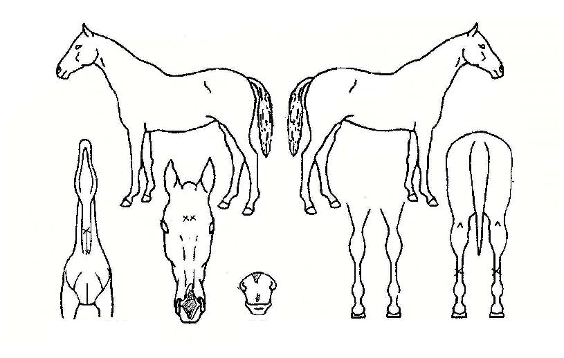 û��꼺�� ����,���,�޸�,�λ�,�ٸ��� Ư¡����