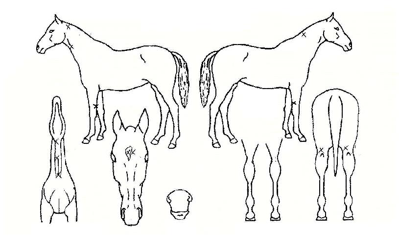 õ���Ǵ븶�� ����,���,�޸�,�λ�,�ٸ��� Ư¡����