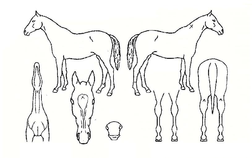 �븶����� ����,���,�޸�,�λ�,�ٸ��� Ư¡����