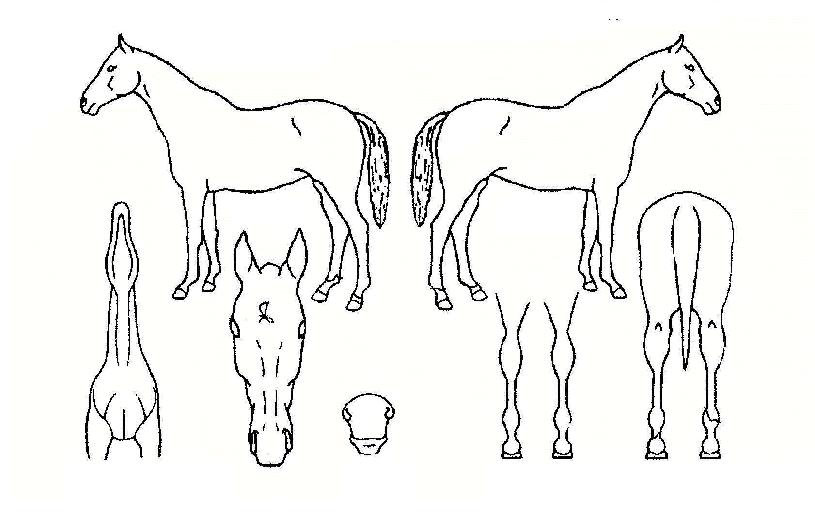 ������� ����,���,�޸�,�λ�,�ٸ��� Ư¡����