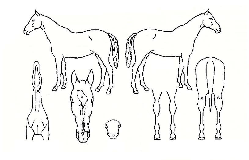 ���������� ����,���,�޸�,�λ�,�ٸ��� Ư¡����