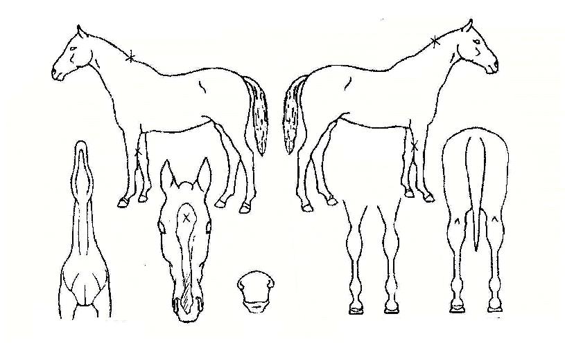 Æ®À£ºê¼¼ºìÀÇ Ãø¸é,¿ì¸é,µÞ¸é,µÎ»ó,´Ù¸®ÀÇ Æ¯Â¡µµÇØ