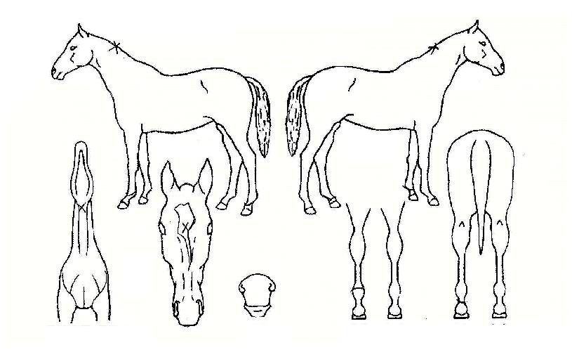 ³ëÇÁ¸°½ºÀÇ Ãø¸é,¿ì¸é,µÞ¸é,µÎ»ó,´Ù¸®ÀÇ Æ¯Â¡µµÇØ