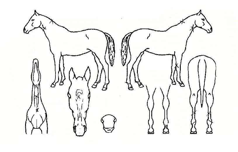 ºò´ëµðÀÇ Ãø¸é,¿ì¸é,µÞ¸é,µÎ»ó,´Ù¸®ÀÇ Æ¯Â¡µµÇØ