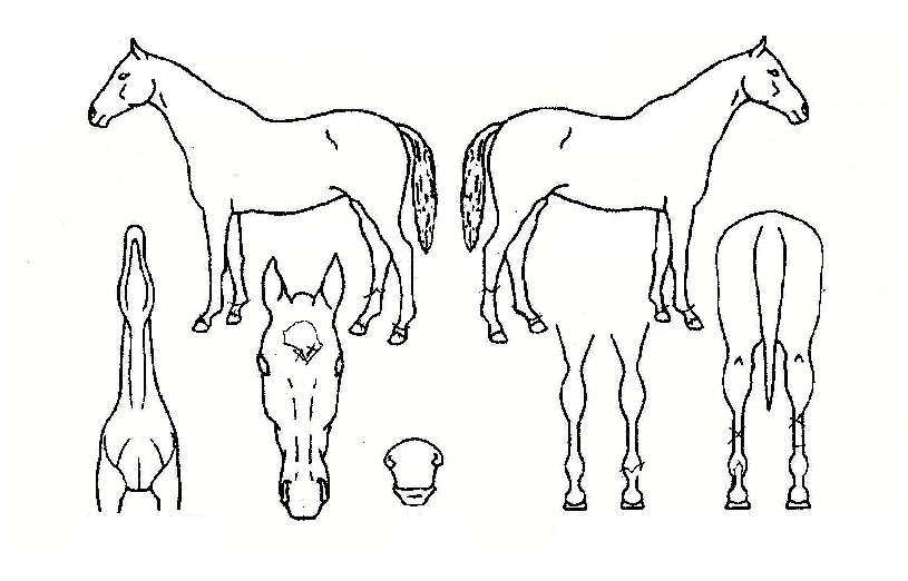 ´ëõ¸íÀÇ Ãø¸é,¿ì¸é,µÞ¸é,µÎ»ó,´Ù¸®ÀÇ Æ¯Â¡µµÇØ