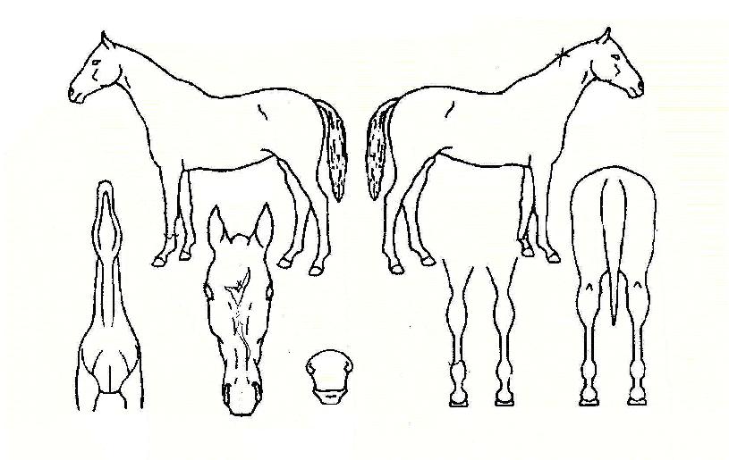 �������� ����,���,�޸�,�λ�,�ٸ��� Ư¡����