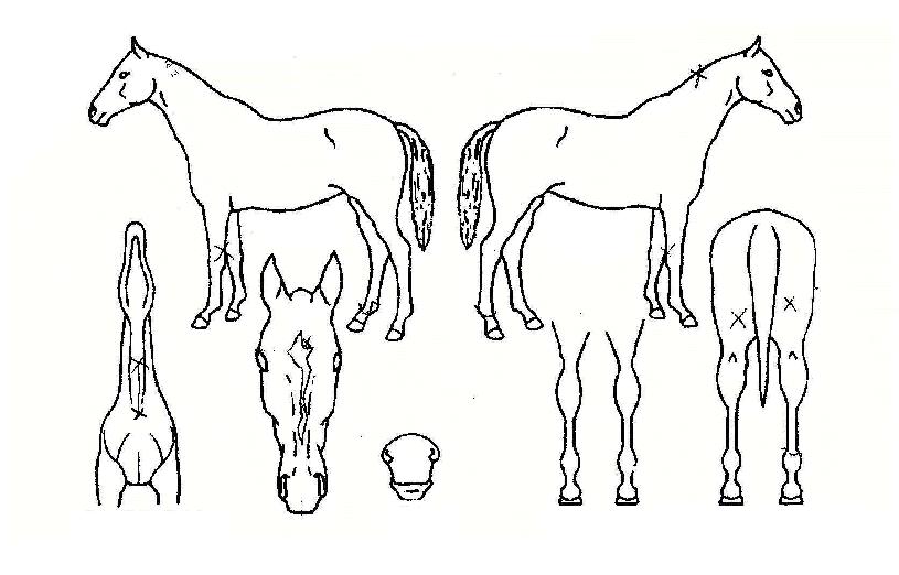 ����ź�� ����,���,�޸�,�λ�,�ٸ��� Ư¡����